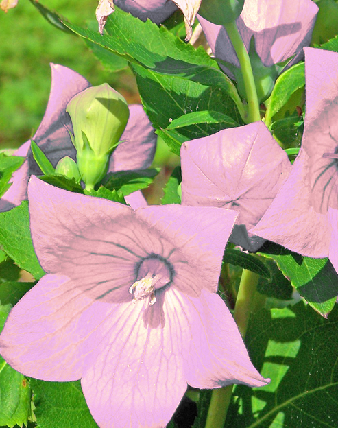 Platycodon grandiflorus `Fuji Pink`
